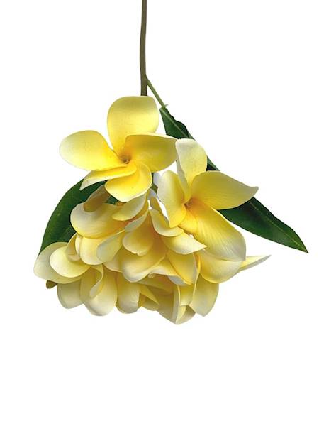 Plumeria gałązka 56 cm żółta