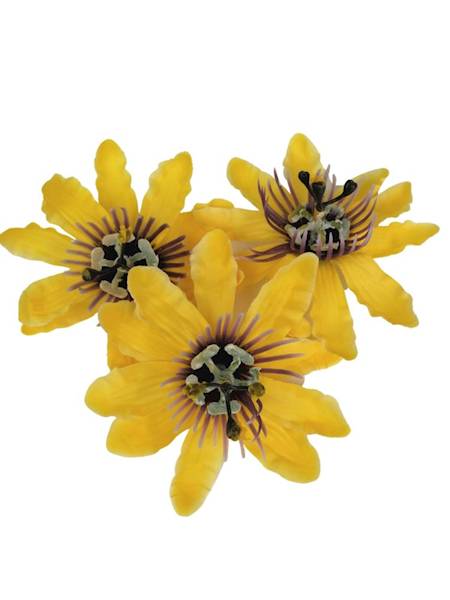 Męczennica główka 12 cm żółta