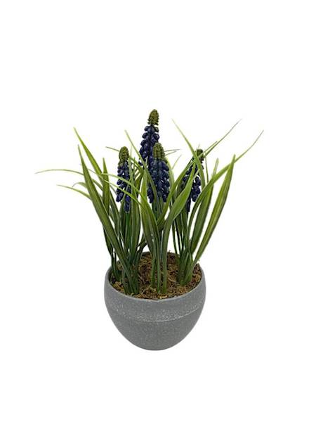 Szafirki doniczka 21 cm fioletowe