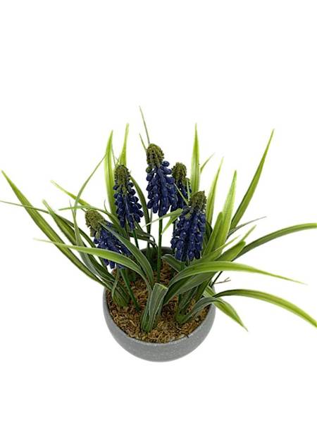 Szafirki doniczka 21 cm fioletowe