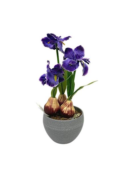 Irysy doniczka 25 cm fioletowe