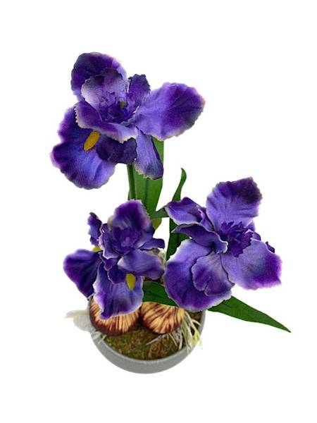 Irysy doniczka 25 cm fioletowe