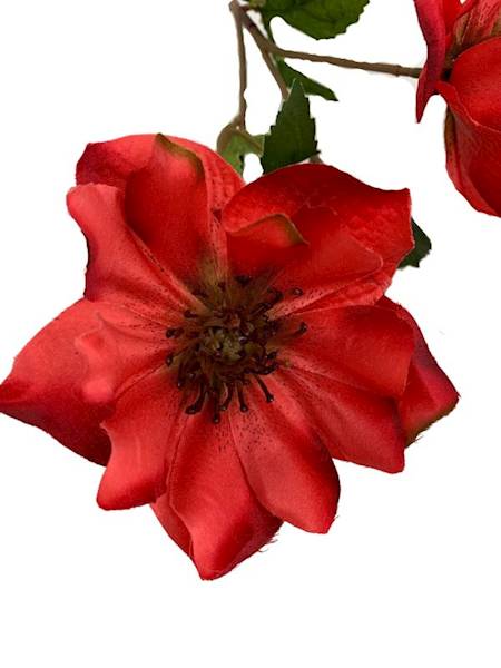 Ciemiernik gałązka 70 cm czerwony