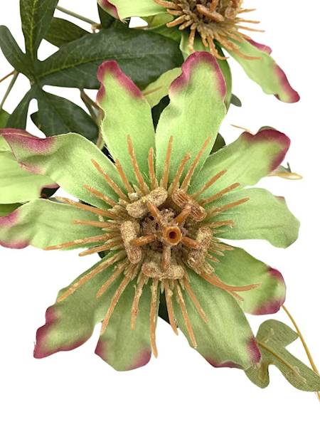 Męczennica gałązka 64 cm zielona