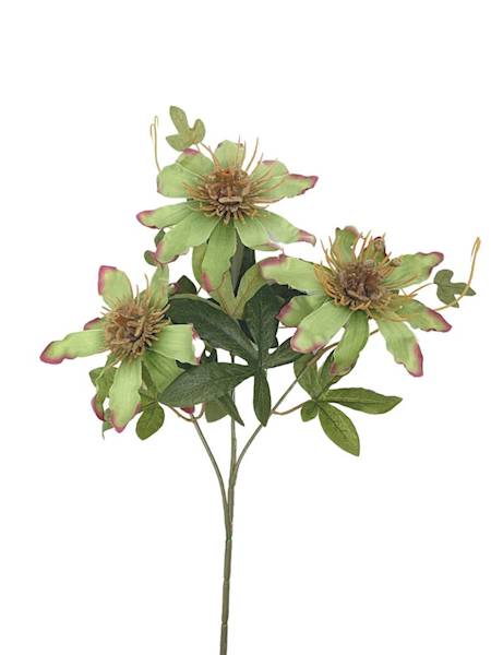 Męczennica gałązka 64 cm zielona