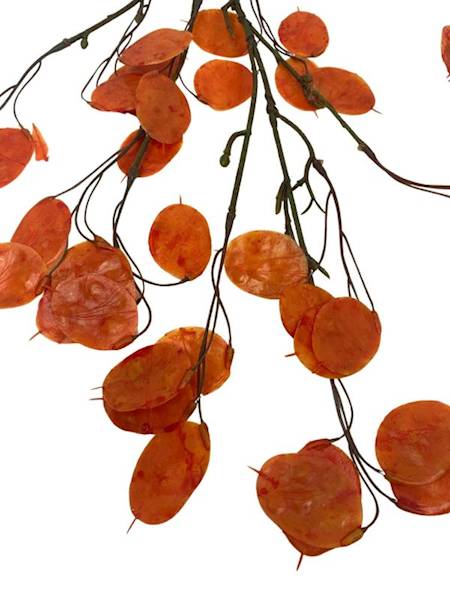 Dolarowiec gałązka 80 cm pomarańczowy