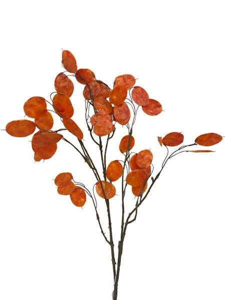 Dolarowiec gałązka 80 cm pomarańczowy