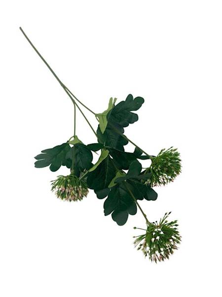 Czosnek 50 cm zielono różowy