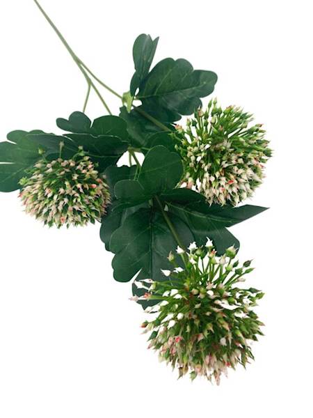 Czosnek 50 cm zielono różowy