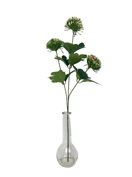 Czosnek 50 cm zielono różowy