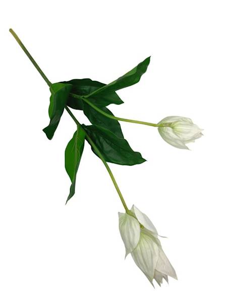 Medinilla wspaniała gałązka 82 cm 