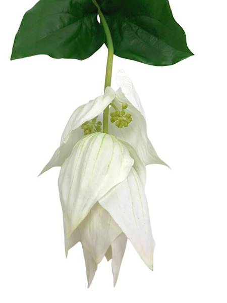 Medinilla wspaniała gałązka 82 cm 