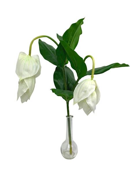 Medinilla wspaniała gałązka 82 cm 