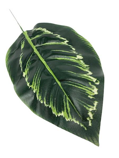 Liść difenbachia 50 cm