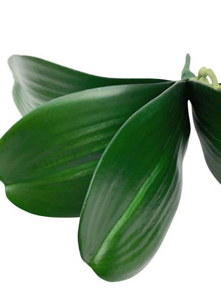 Liść do storczyka 33 cm 