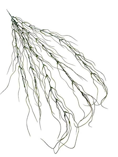 Tilancja zwis 90 cm brązowo zielona