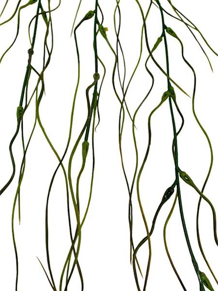 Tilancja zwis 90 cm brązowo zielona