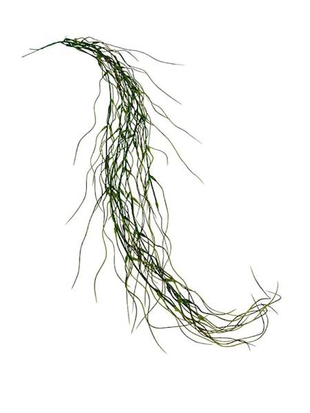 Tilancja zwis 90 cm brązowo zielona