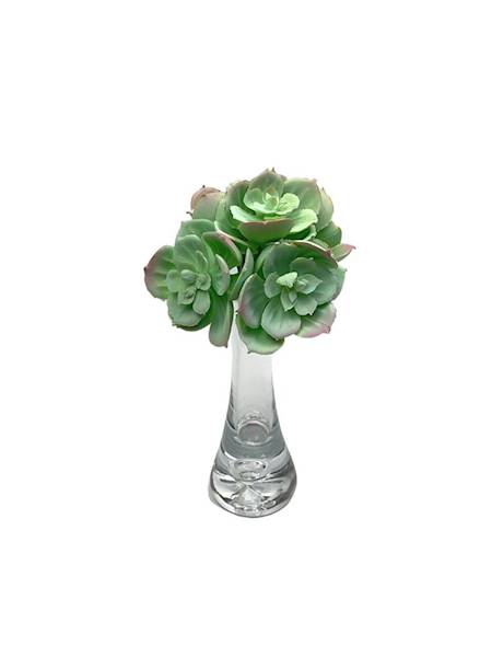 Sukulent gumowy 10 cm jasno zielony z różem