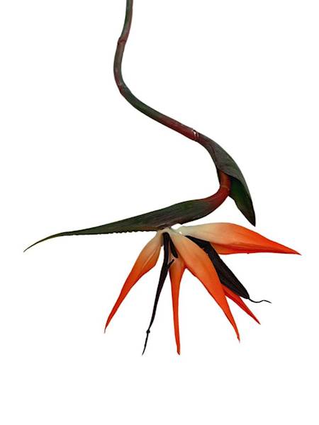 Strelicja 86 cm pomarańczowa