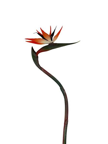 Strelicja 86 cm pomarańczowa