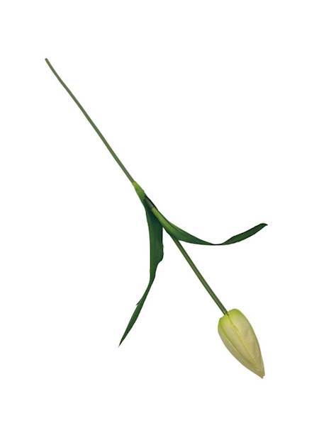 Tulipan gałązka 55 cm kremowo zielony