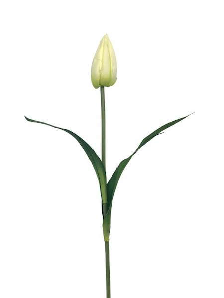 Tulipan gałązka 55 cm kremowo zielony