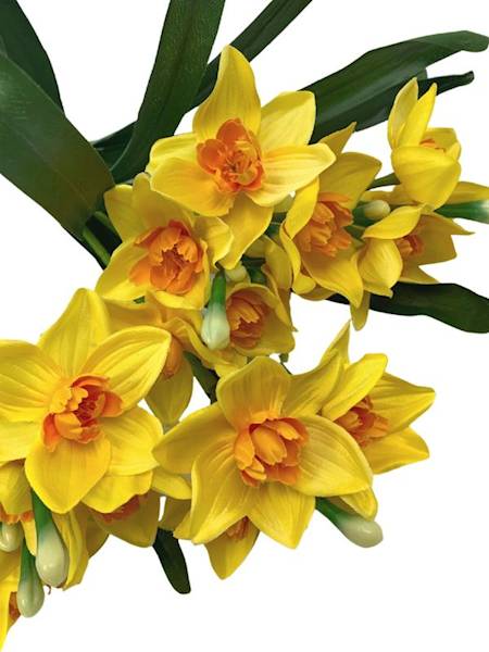 Żonkil bukiet 60 cm żółte