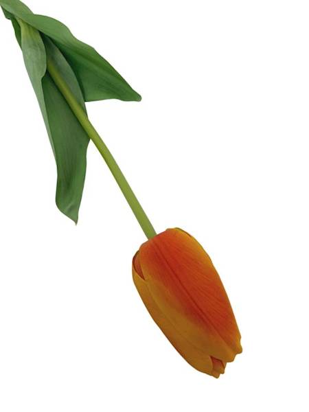 Tulipan gałązka 67 cm pomarańczowy