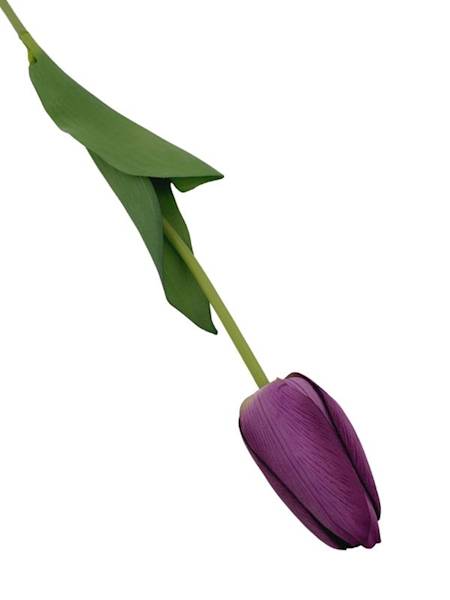 Tulipan gałązka 67 cm fioletowy