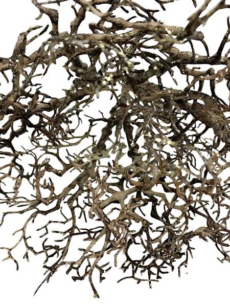 Korzeń 25 cm brązowy pozłacany