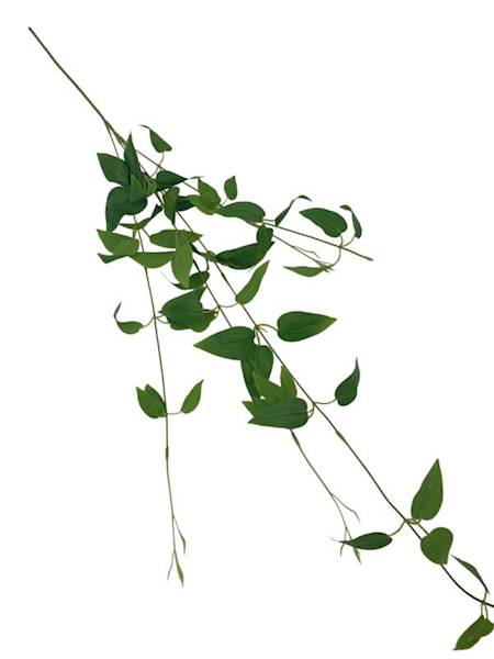 Barwinek bluszcz 99 cm zielony