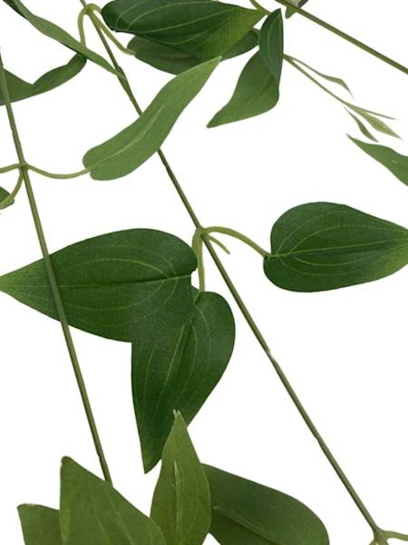 Barwinek bluszcz 99 cm zielony