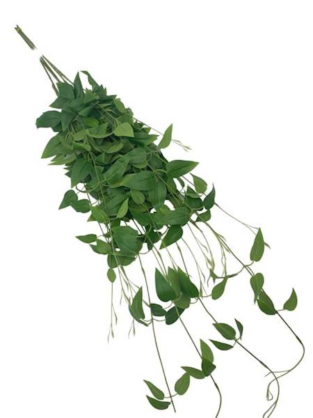 Barwinek bluszcz 99 cm zielony