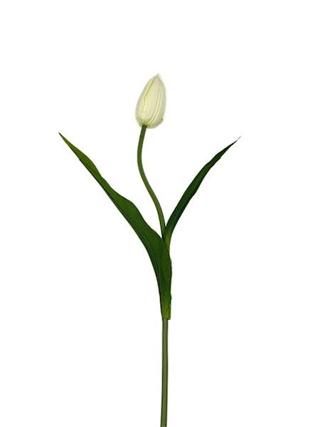 Tulipan gałązka 55 cm kremowy