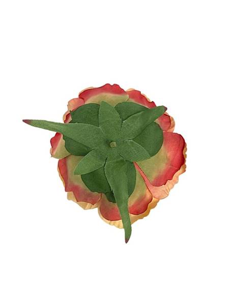 Piwonia główka 9 cm brzoskwiniowa