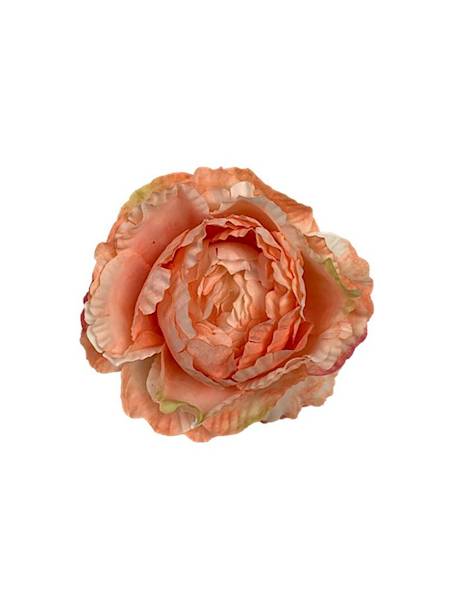 Piwonia główka 9 cm koralowa