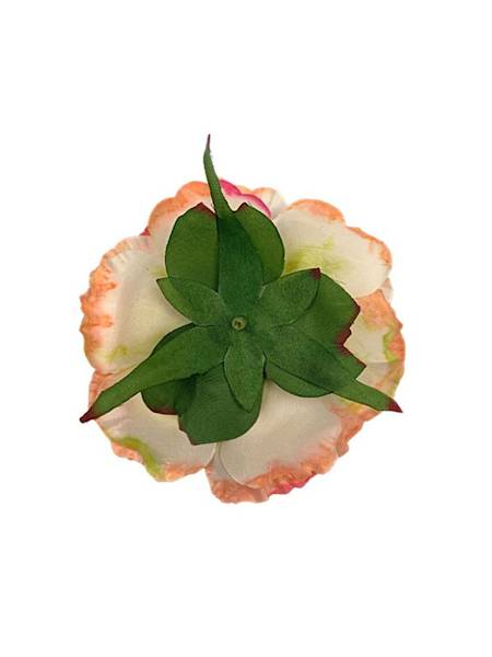 Piwonia główka 9 cm koralowa