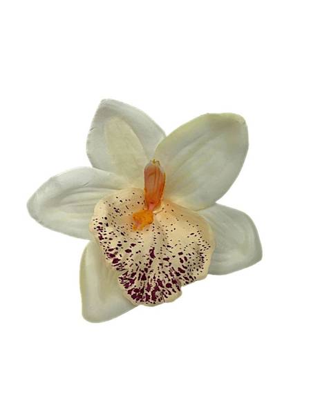 Storczyk główka 14 cm kremowy