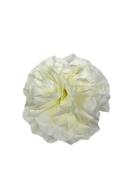 Azalia główka 12 cm jasny krem