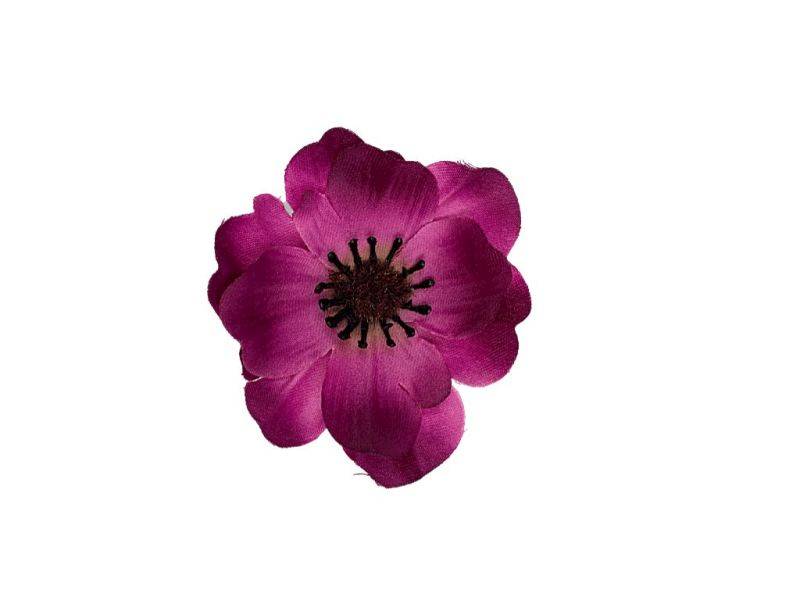 Anemon główka 7 cm ciemny róż