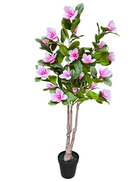 Magnolia drzewo 170 cm