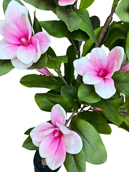 Magnolia drzewo 170 cm