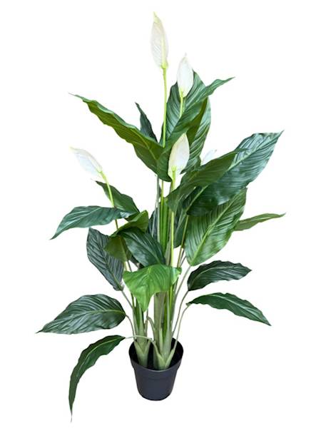 Skrzydłokwiat w doniczce 135 cm