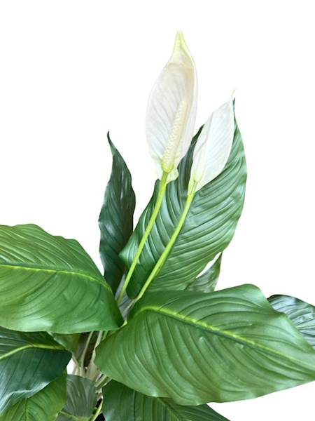 Skrzydłokwiat w doniczce 135 cm