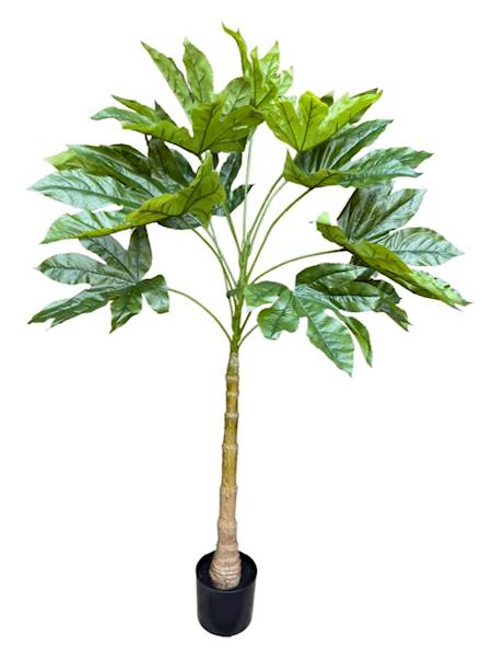 Fatsja japońska drzewo 150 cm