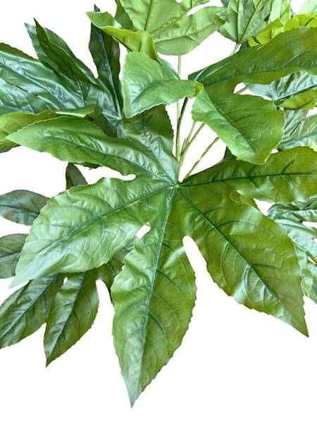 Fatsja japońska drzewo 150 cm