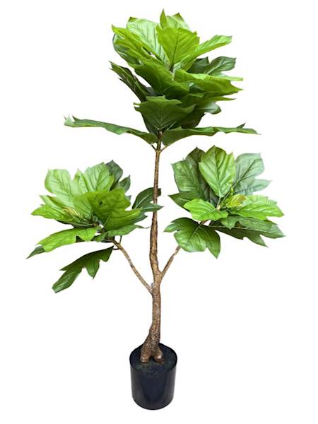 Fikus lyrata dębolistny drzewo 150 cm