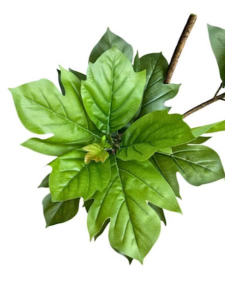 Fikus lyrata dębolistny drzewo 150 cm