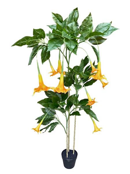 Datura w doniczce 160 cm